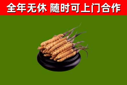 灵宝市回收冬虫夏草